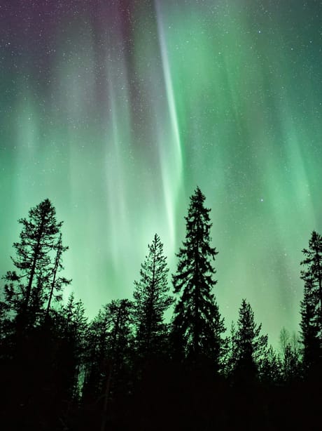 An aurora over a pine forest — the Aurora background.