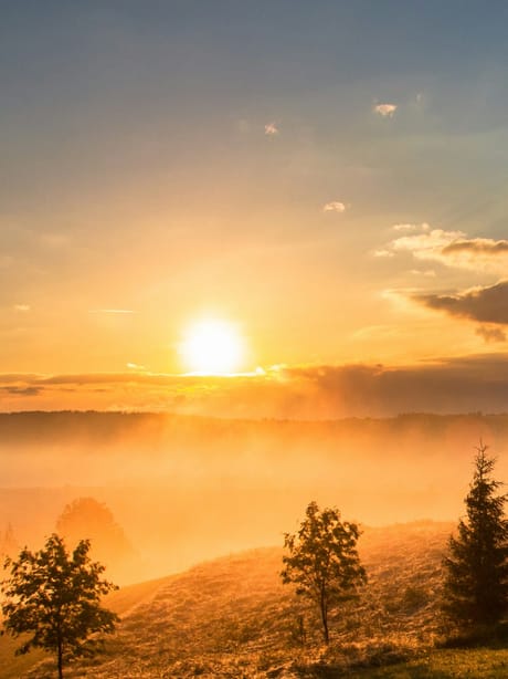 Mist and low sun through trees — the Dawn background.